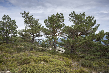 Scots pine forest and padded brushwood (Cytisus oromediterraneus and Juniperus communis) in Siete Picos (Seven Peaks) range, Guadarrama Mountains National Park, provinces of Madrid and Segovia, Spain