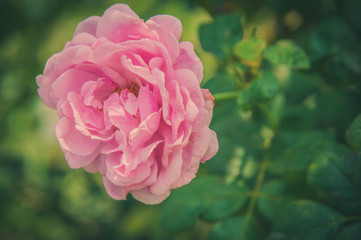 Rose Vintage Flowers In warm tones