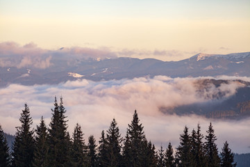 Fototapeta na wymiar Autumn scenery of the Carpathian Mountains in Ukraine. Trees overcast fog.