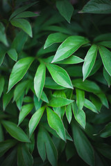 Nature textures