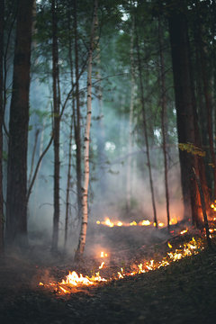 Fire in forest, textures