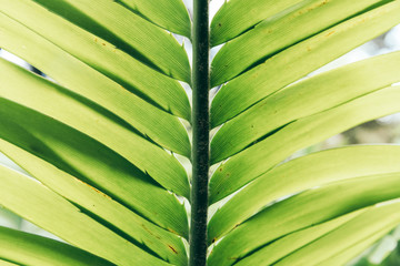 Green plant leaves background