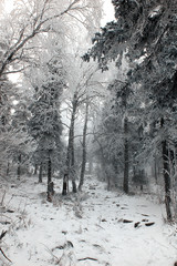 Fototapeta na wymiar Russian winter