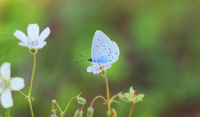 Summer light and flowers