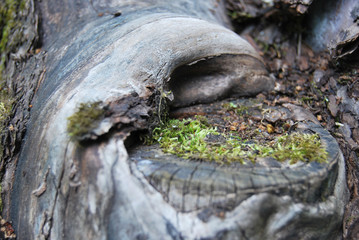 Moss on an old tree