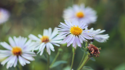 Fototapeta premium Summer light and flowers