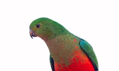 Australian king parrot female isolated on white