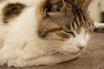 Fototapeta na wymiar ねこ　猫も穏やかの休んでいる。