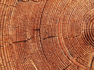 Fototapeta premium Wood texture of cutted tree trunk