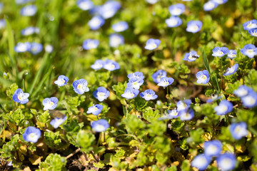Little blue flowers in the nature
