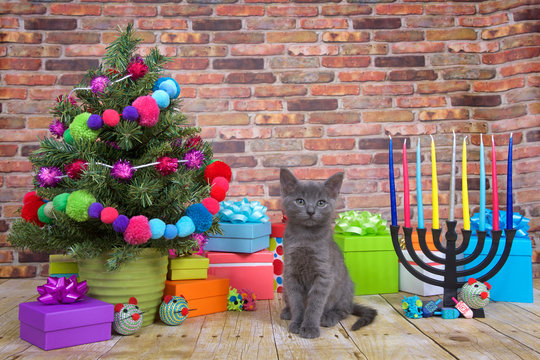 One fluffy gray kitten sitting on a wood floor, Miniature Christmas tree on viewers left with menorah on the right. Pop-culture combination of Christmas and Hanukkah. Chrismukkah.