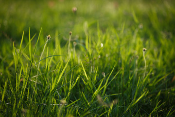 green grass flower field