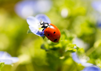 Ladybug on small blue flowers in nature