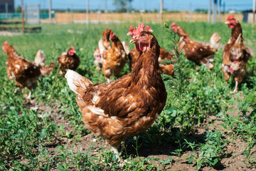 Free range chicken farm in village outdoors. Group of chickens going out from coop in the grass