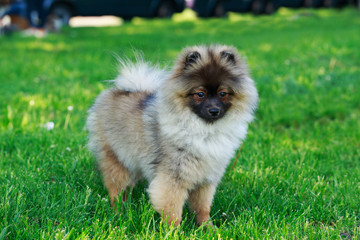 the dog breed pomeranian spitz