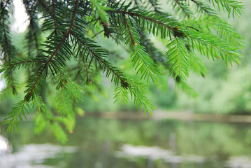 Obraz premium Fir branch in macro on background of pond