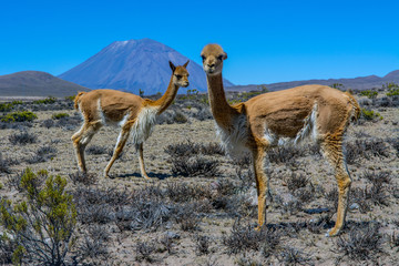 Peru cruz alto vicunas