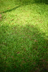 green grass turf