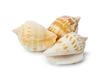Fototapeta na wymiar Seashell isolated on white background