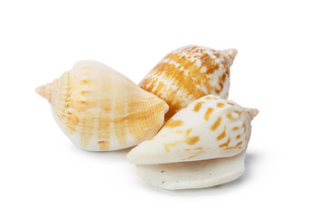 Seashell isolated on white background