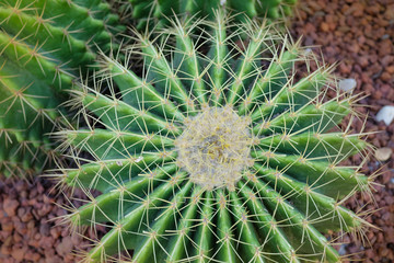Naklejka na ściany i meble Cactus in a garden, top view