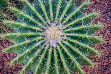 Naklejka na ściany i meble top view of Cactus in a garden