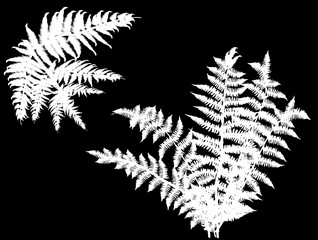 white fern bunches isolated on black