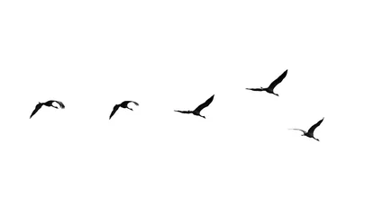 Foto op Plexiglas Flock of swans isolated on white background © schankz