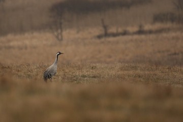 Cranes monitors and intimidates on his place. Nature habitat. European wildlife. Great and beautiful birds. Love and mating time.