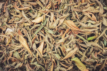 Dry leaf Texture Background, close up