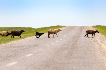 A herd of rams cross the road