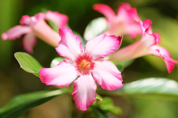 Desert rose or Adenium obesum in the garden