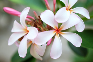 Fototapeta na wymiar Group of white and pink flowers (Frangipani, Plumeria) in the ga