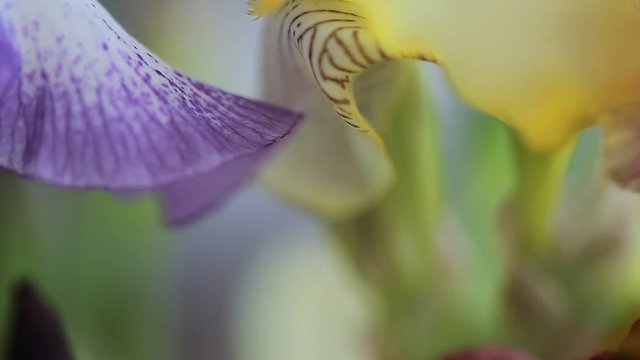iris flowers video