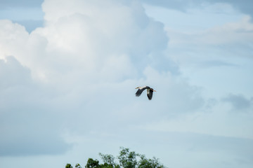 Open-bill stork Fly On The Sky,Thailand.