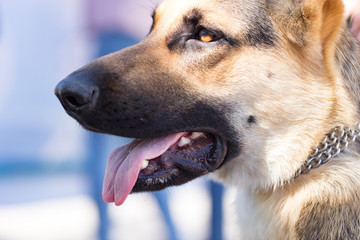 A portrait of a thoroughbred dog in nature