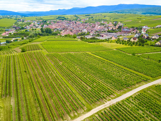 Wandern durch die Weinreben