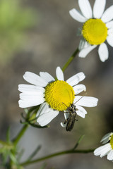 Longhorn beetle on flower camomile.