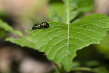 Naklejka premium Protaetia - Beetle on the leaf.