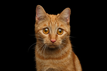 Naklejka premium Portret Ginger Cat z ogromnymi smutnymi oczami, patrząc w kamerę na na białym tle czarnym tle, widok z przodu