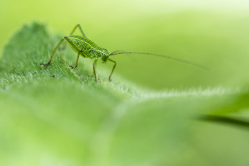 Tettigonia viridissima - A young grasshopper sitting on a leaf.