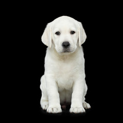 Cute Labrador Puppy Sitting on isolated Black background