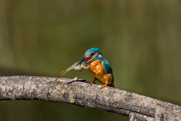male common kingfisher (alcedo atthis) on branch with large fish in beak