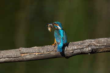 male common kingfisher (alcedo atthis) on branch with large fish in beak