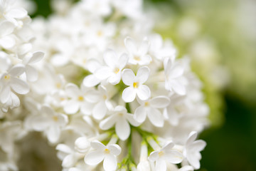Fototapeta premium White flowers of lilac on nature