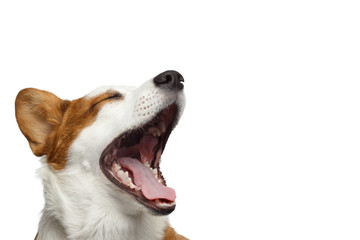 Close-up Portrait of Yawn Welsh Corgi Cardigan Dog with Happy face on Isolated White Background, profile view