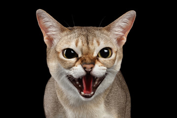Close-up Portrait of Aggressive Singapura Cat Hisses on Isolated Black background, survival instinct