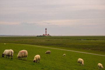 Fototapeta premium Deichschafe
