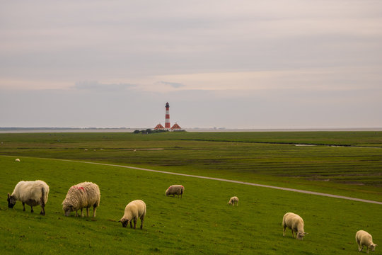 Deichschafe