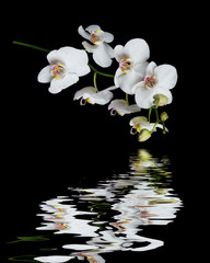 White Orchid on a black background reflected in a water